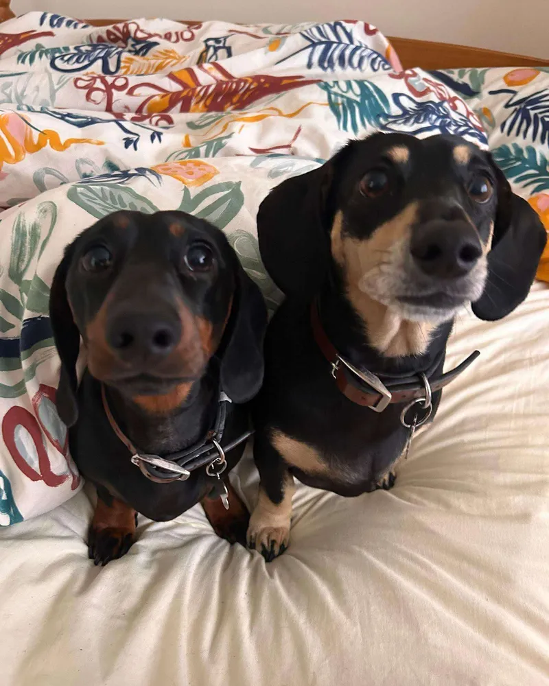 Louie & Wilson, team dogs at Coastal Coatings Southwest